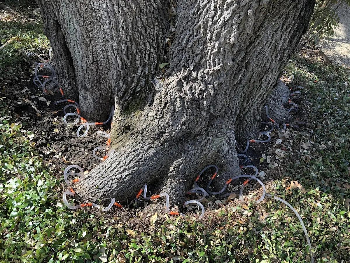 Detailed Tree Cabling and Bracing job site in Joseph City